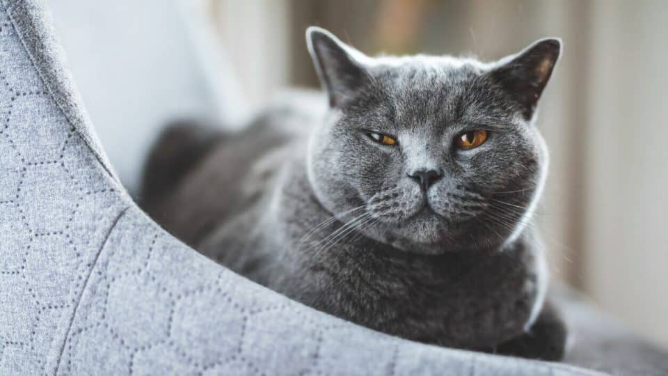 Gray cat sitting on chair with half-closed eyes