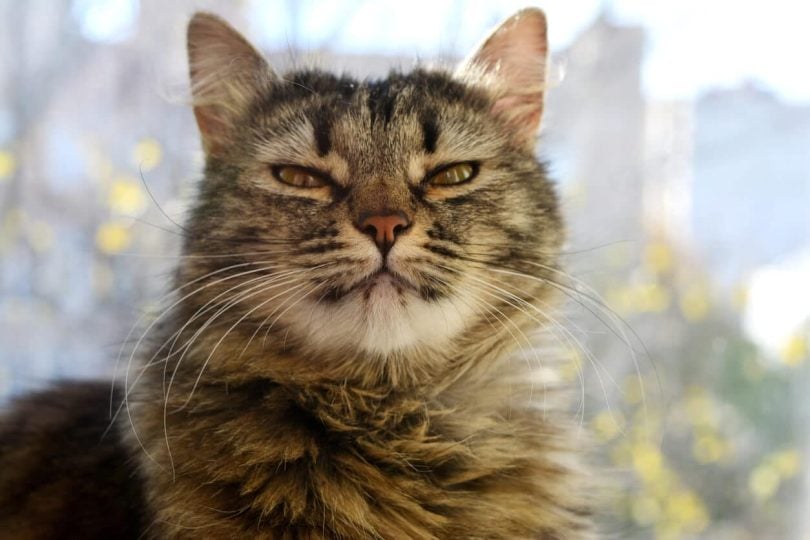 Why Do Cats Close Their Eyes Sunrisehs