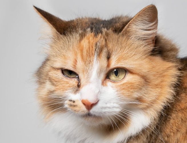Cat with squinting and discharge in one eye