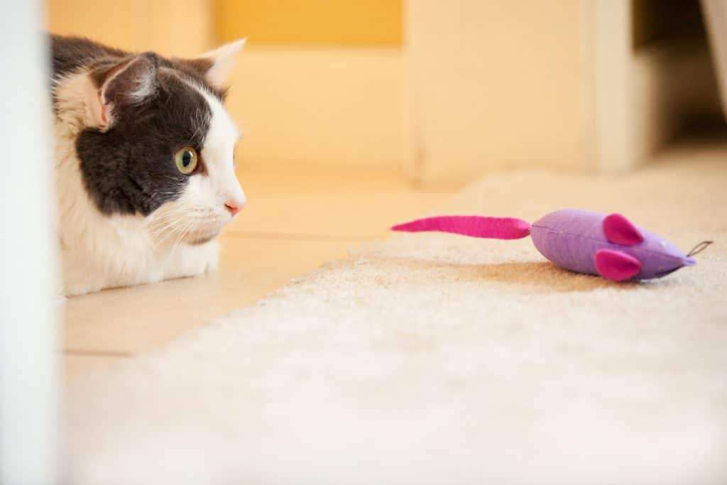 A cat creeping up on a toy mouse.