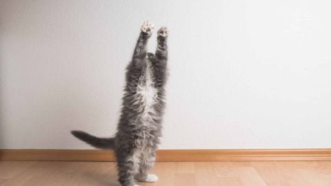 Cat standing up on their hind legs
