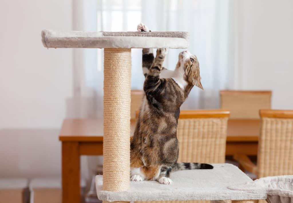 Cat standing on a cat tower