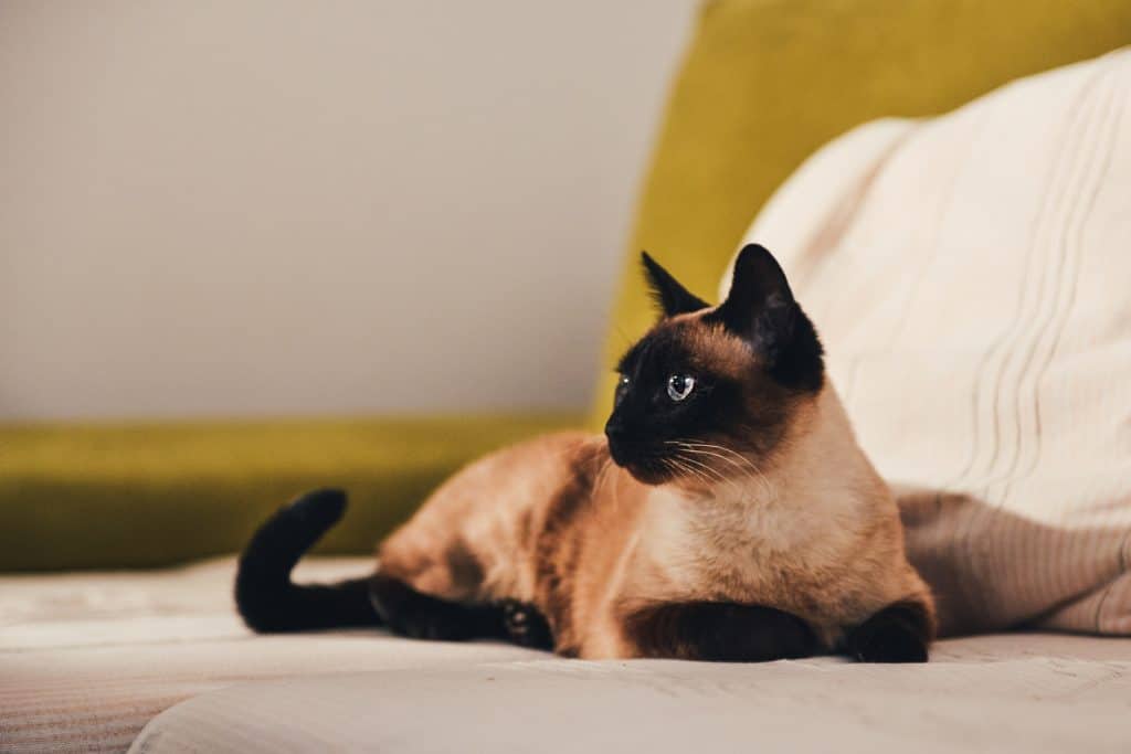 Siamese cat lying down at bed