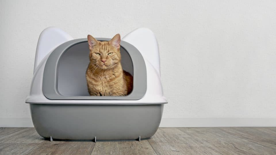 Cute ginger cat sitting in a litter box and look to the camera. Panoramic image with copyspace for your individual text.