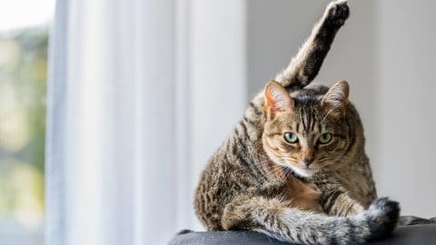 Acrobatical pose of a tabby cat grooming its fur on a sofa.