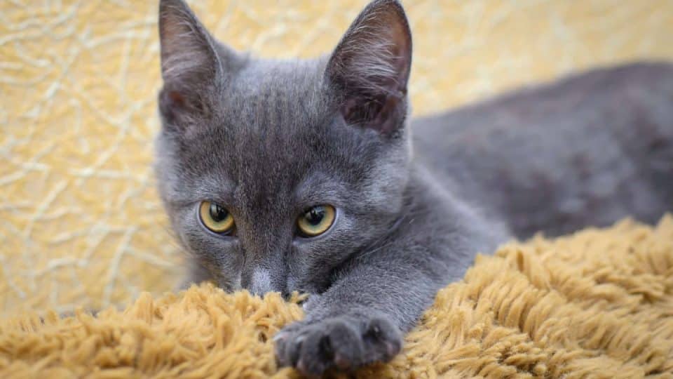 A cute cat sucking on a wool blanket