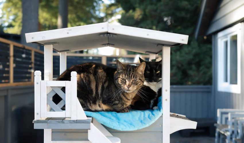 Two cats sitting in shaded catio