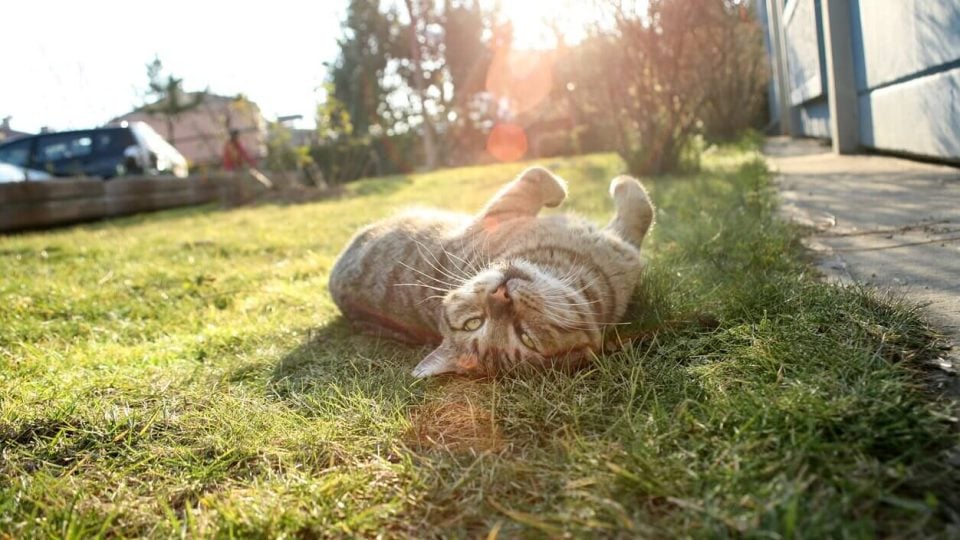 Cat lying on grass in sun