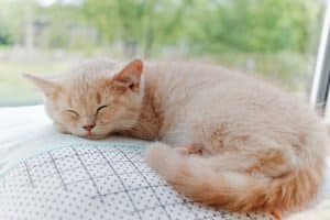 Light orange cat sleeping in sunny window