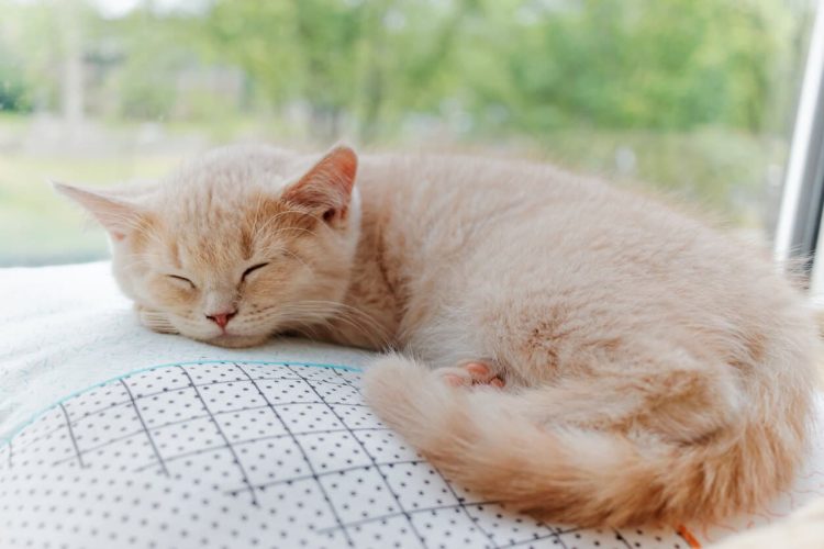 Light orange cat sleeping in sunny window