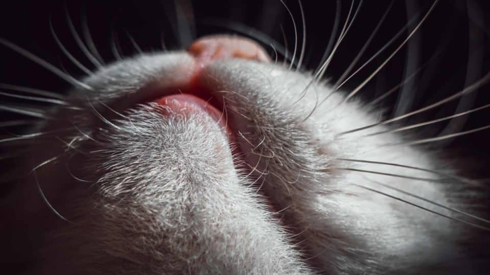 A close up of a cat's swollen bottom lip