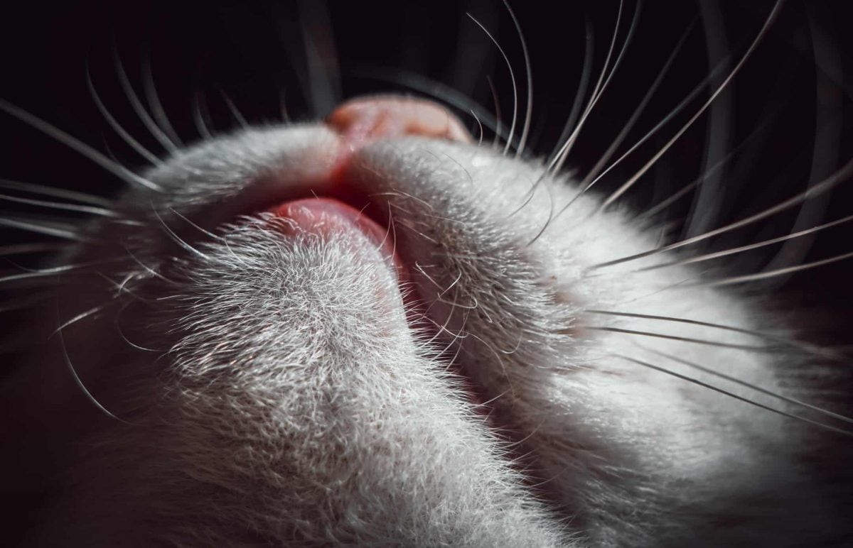 What Causes Black Spots On Cat S Lips Infoupdate