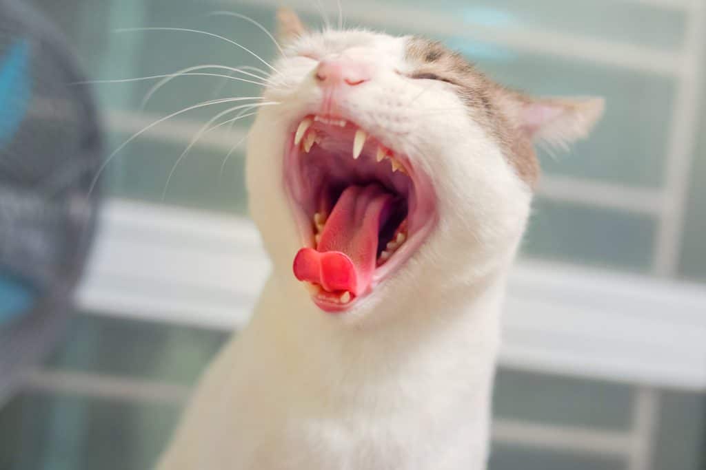 Los gatos bostezan con la boca abierta de par en par