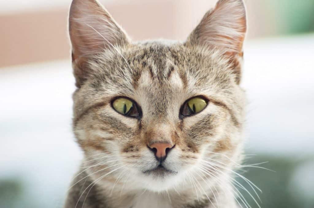 Eine Katze mit Haw-Syndrom, einer Erkrankung des dritten Augenlids
