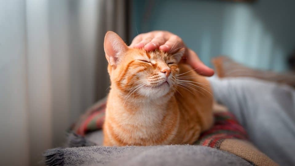 Person petting cat sitting on blanket