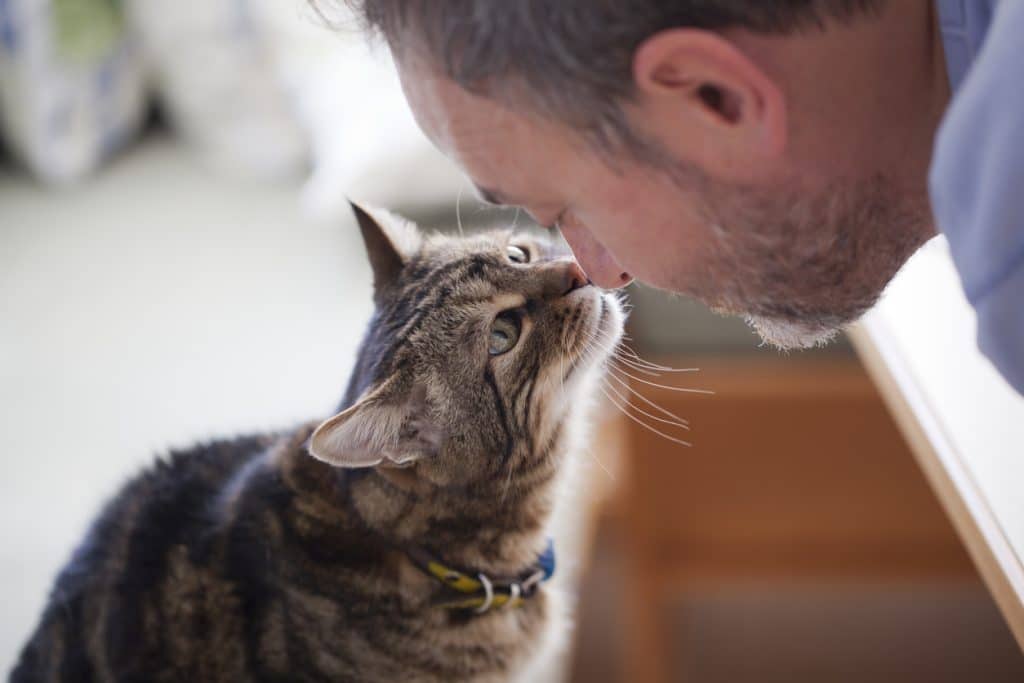 A man and old cat touching noses