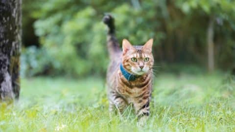 Cat runs through grass while wearing Tractive