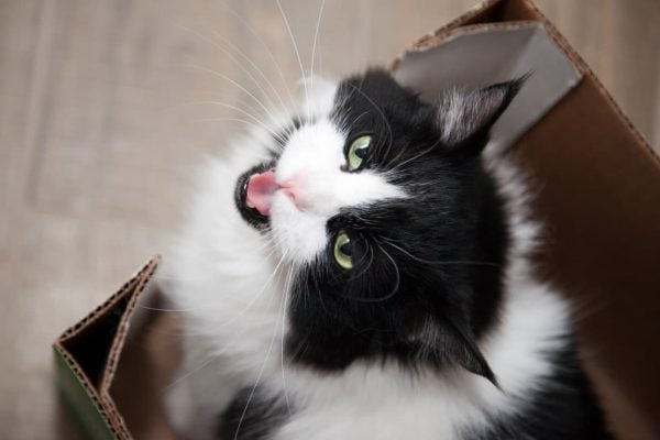 A black and white cat trilling and chirping