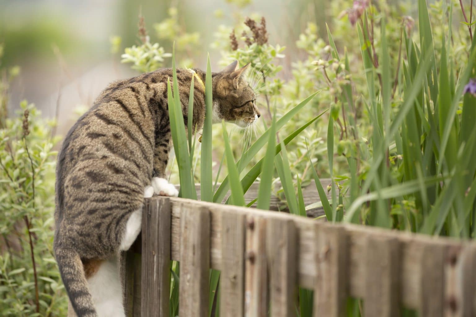 9 Ways To Keep Cats Out Of Flower Beds