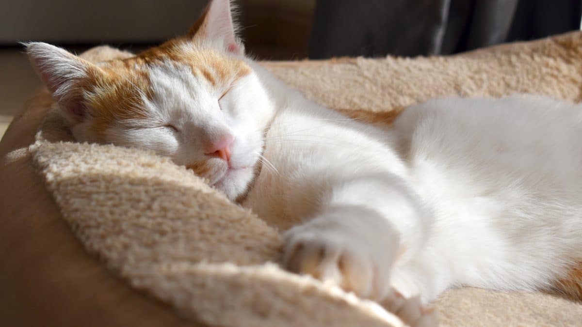 Why Do Cats Twitch in Their Sleep?