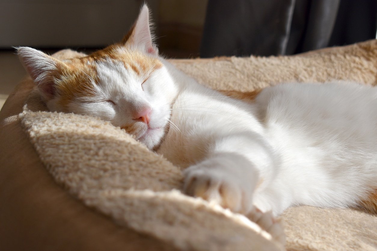 Why Do Cats Twitch in Their Sleep?