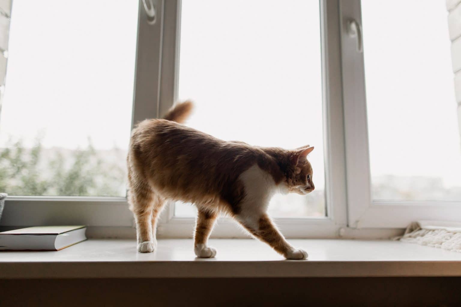 Cat Head Pressing What Does It Mean & How to Treat It