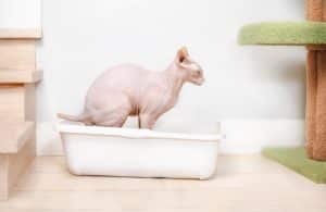Cat Incontinence: Causes, Risk Factors & Treatment - Cat Incontinence In Female Cats