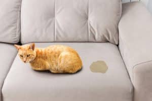 Cat sits on sofa next to yellow urine puddle