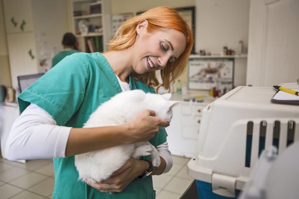 Veterinarian putting cat in cage