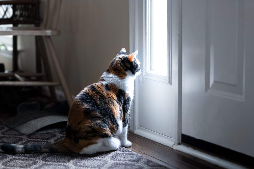 Calico cat waiting by the front door
