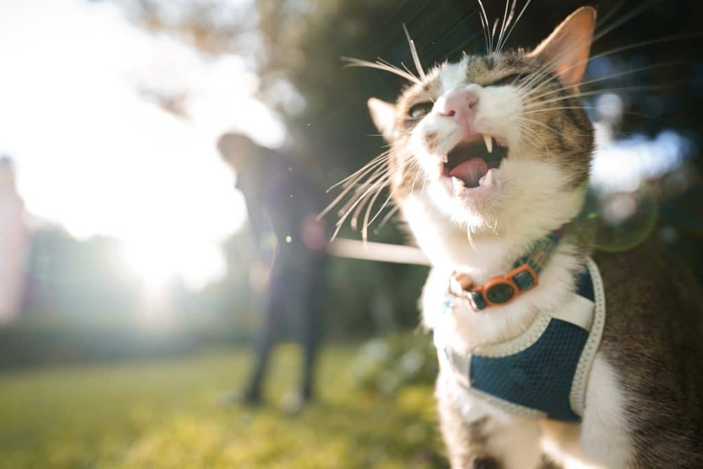 Cat walking outside on a leash