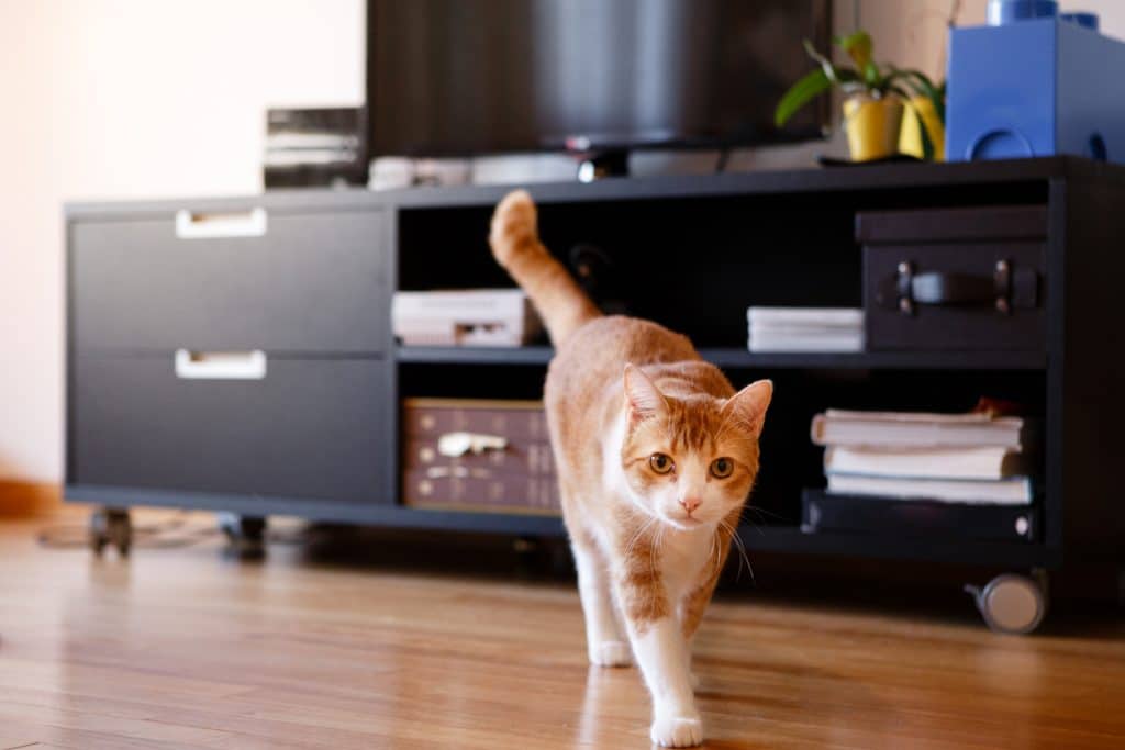 Gatto che cammina a casa