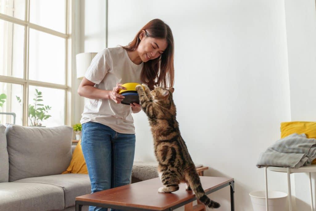 Young beautiful Asian woman feeding her cat at home. Teenage girl holding bowl with feeding for her hungry cat.