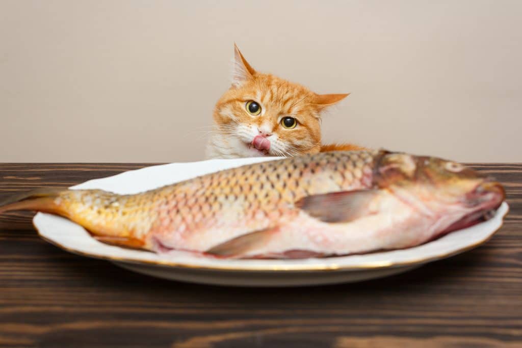 Gato rojo quiere robar un pescado grande de un plato blanco en una mesa de madera