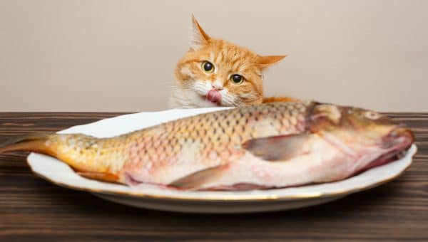 Red cat wants to steal a big fish from a white plate on a wooden table