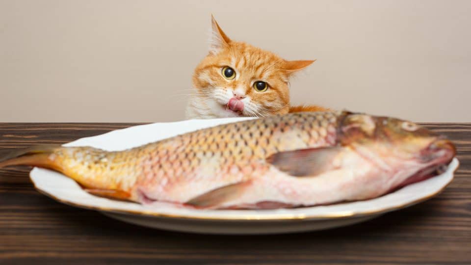 Why Do Cats Like Fish?