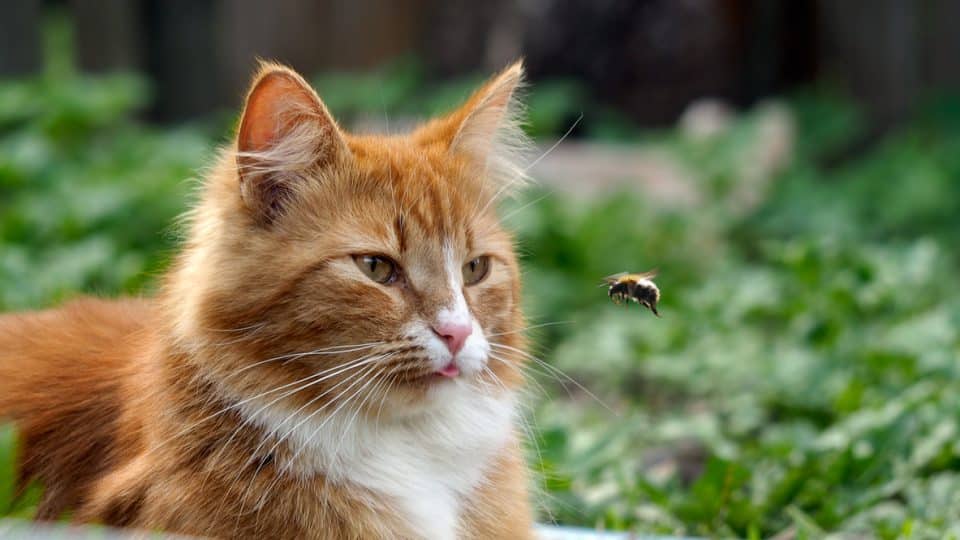 The cat is watching the flight of the bumblebee. Cat large, red and fluffy. Conceptually - animals outdoor recreation. Cat hunts for insects. Insect bites and allergies in animals