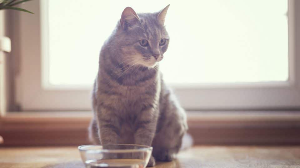 Beautiful tabby cat sitting next to a bowl of water, placed on the floor next to the living room window. Selective focus