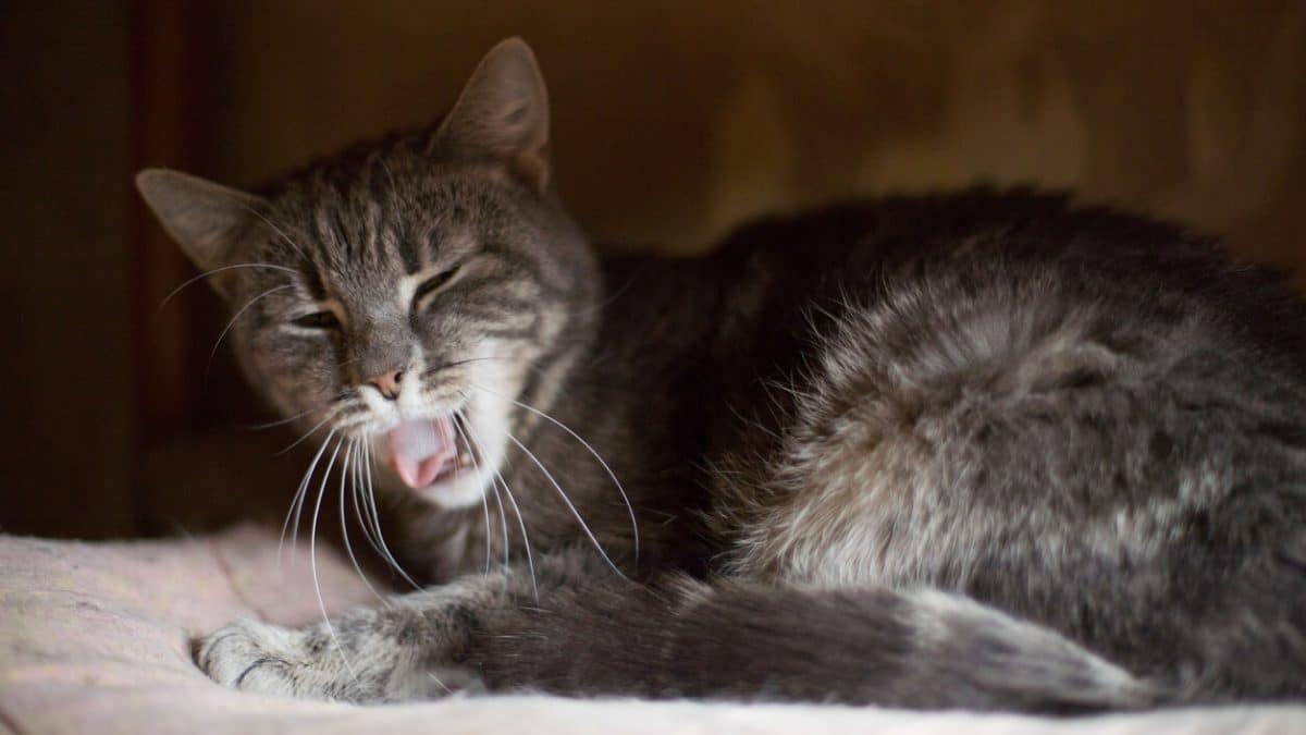 Cat Wheezing 8 Causes And What To Do Next