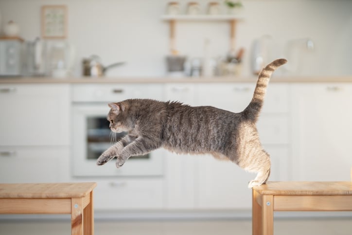 Cat leaping from one table to another