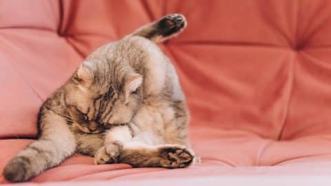 A cat licking their butt because of white worms