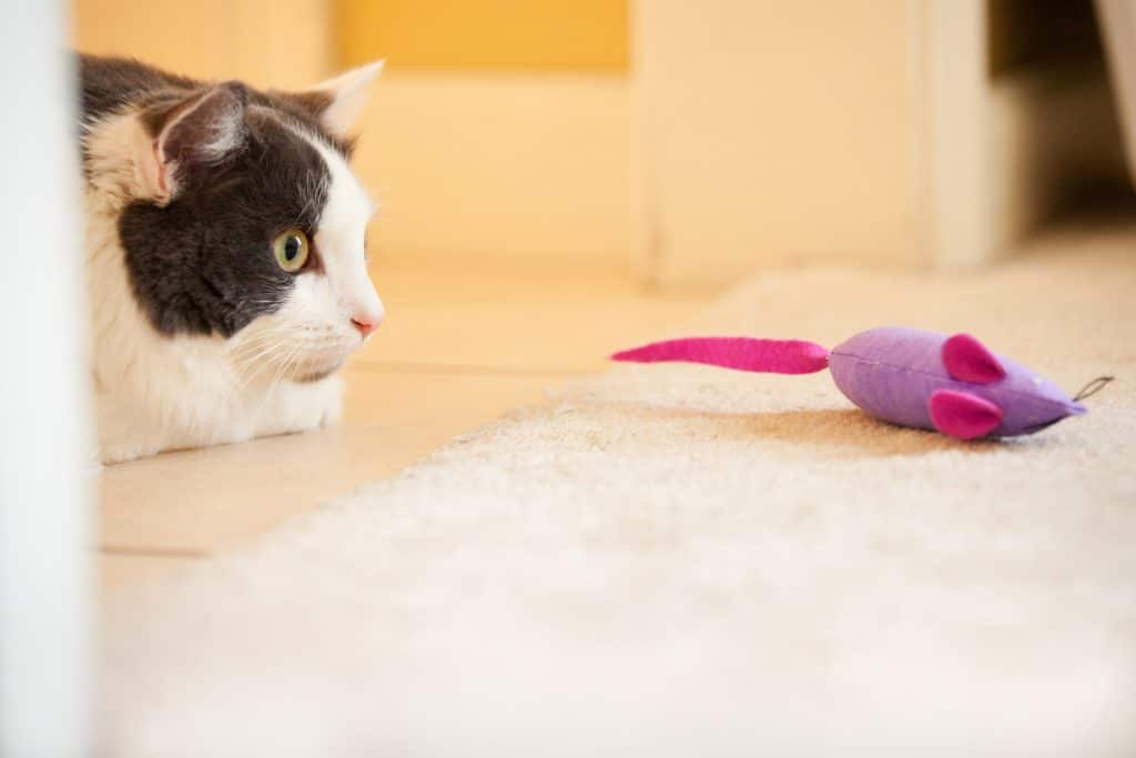 A cat playing with a mouse toy