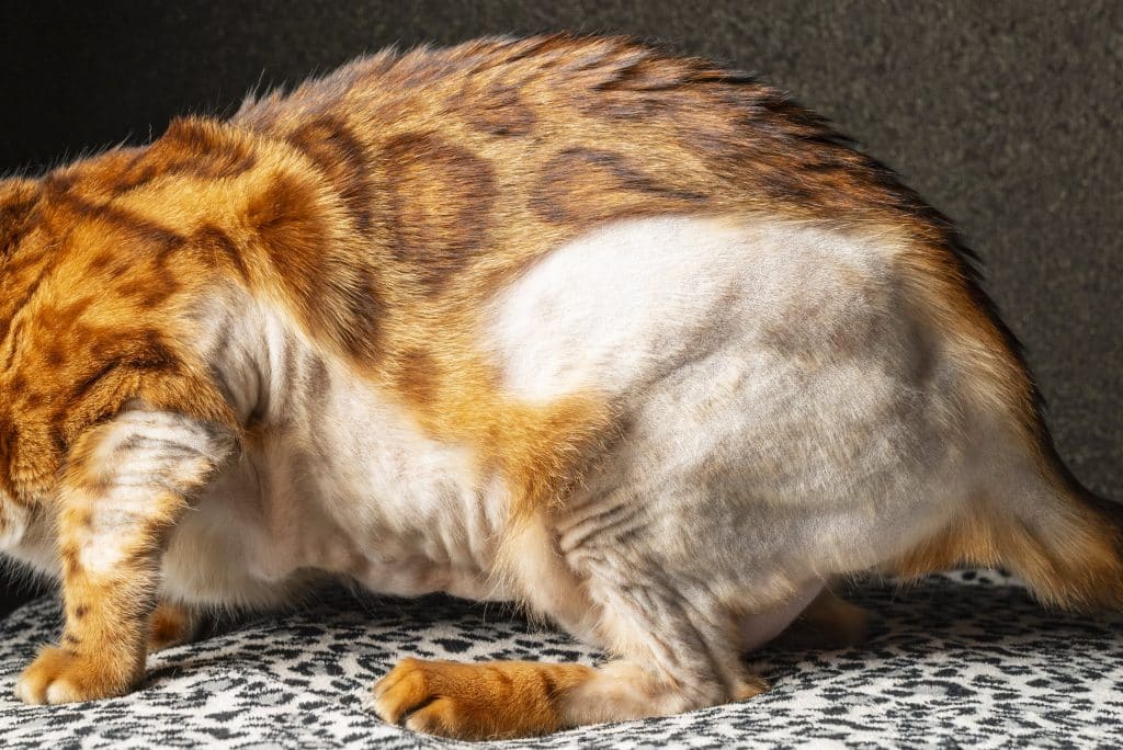 Un gato de bengala con pérdida de pelo