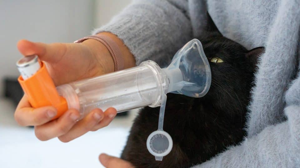 cat asthma inhaler