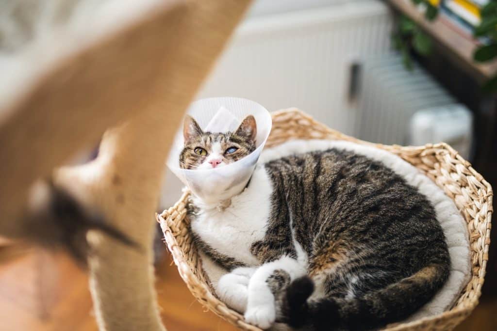 Eine kranke Katze mit Katarakt 