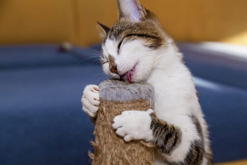 Cat playing with a catnip scratching post