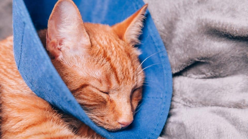 Orange cat sleeping with a cone on