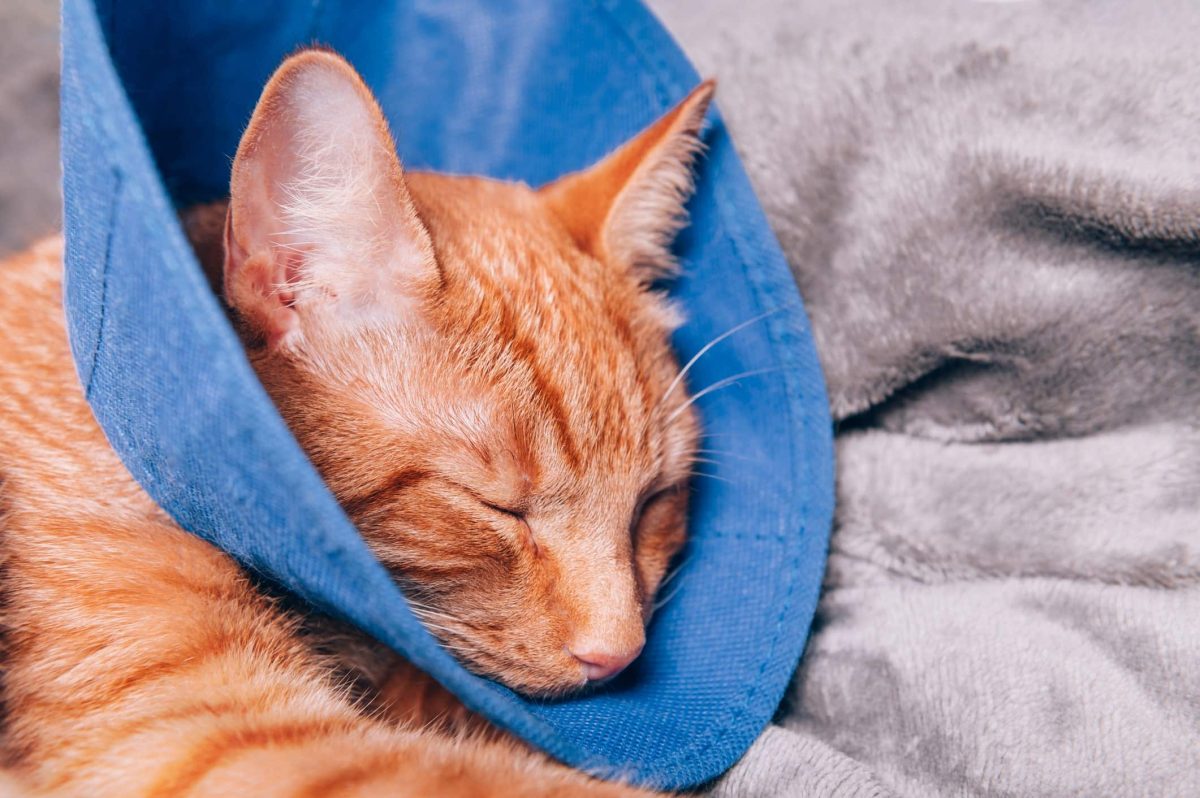 9 Ways To Keep Your Cat From Jumping After Surgery