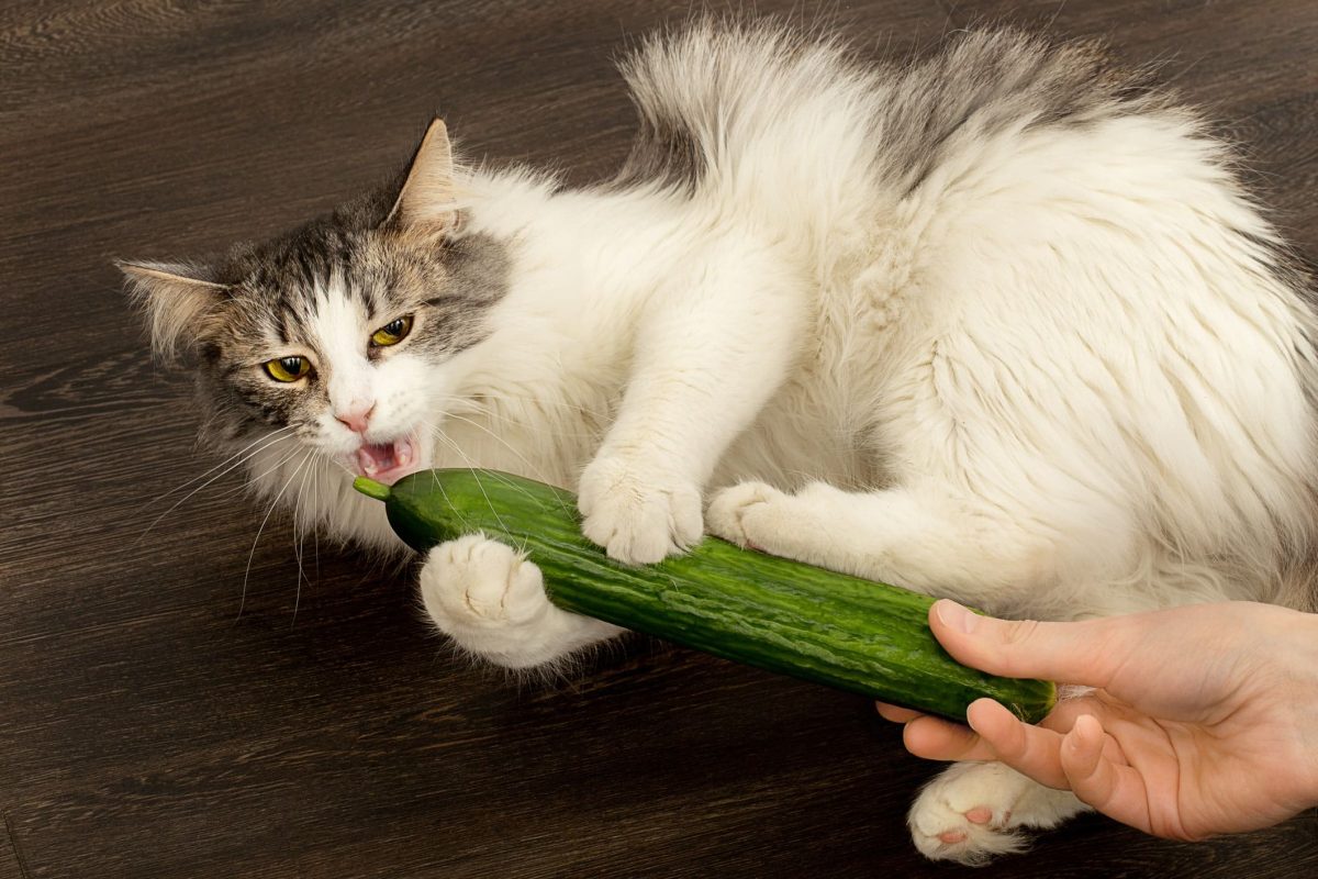 4 Reasons Cats Hate Cucumbers & Why You Shouldn't Scare Them