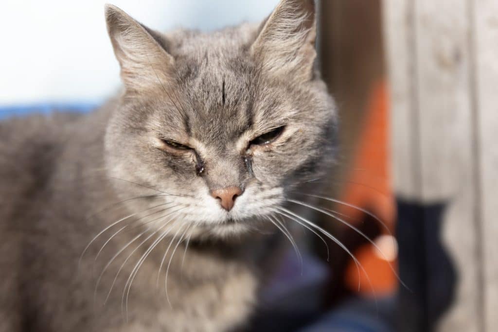 Un gato atigrado con los ojos irritados 